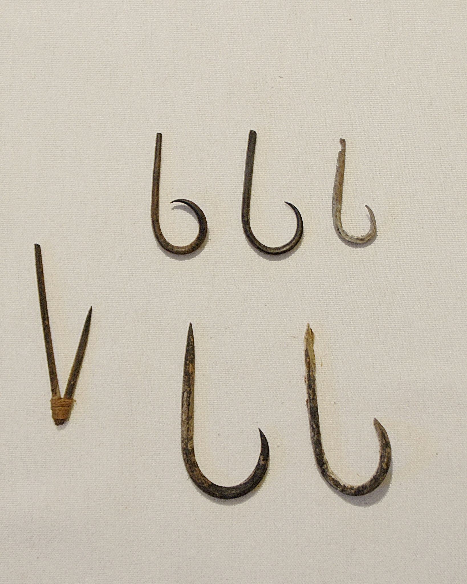 Chile, Six Cactus Thorn Fish Hooks
The thorns were curved with heat and the points were occasionally sharpened with a flat stone.  These hooks each have a notch at the opposite end to secure cotton line.  The two-part hook was an earlier development before the curved hook was invented.
Media: Wood
Dimensions: Lengths Vary: 1"- 2"
n6033