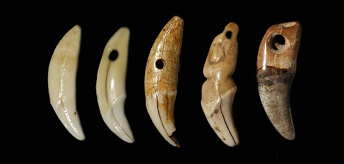 Work: 5 Taíno  Canine Teeth Pendants